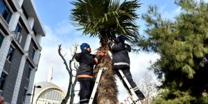 AVCILAR’DA AĞAÇLAR KIŞA HAZIR