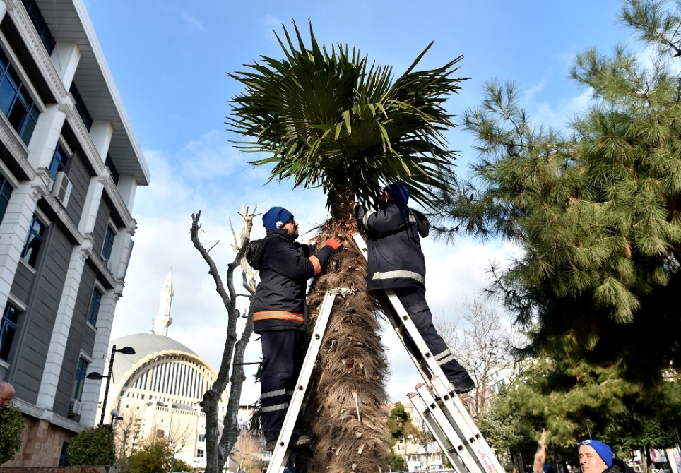 AVCILAR’DA AĞAÇLAR KIŞA HAZIR