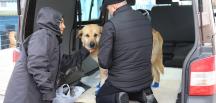 TALİHSİZ KÖPEK GÜÇLÜ’NÜN TALİHİ DÖNDÜ!