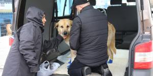 TALİHSİZ KÖPEK GÜÇLÜ’NÜN TALİHİ DÖNDÜ!