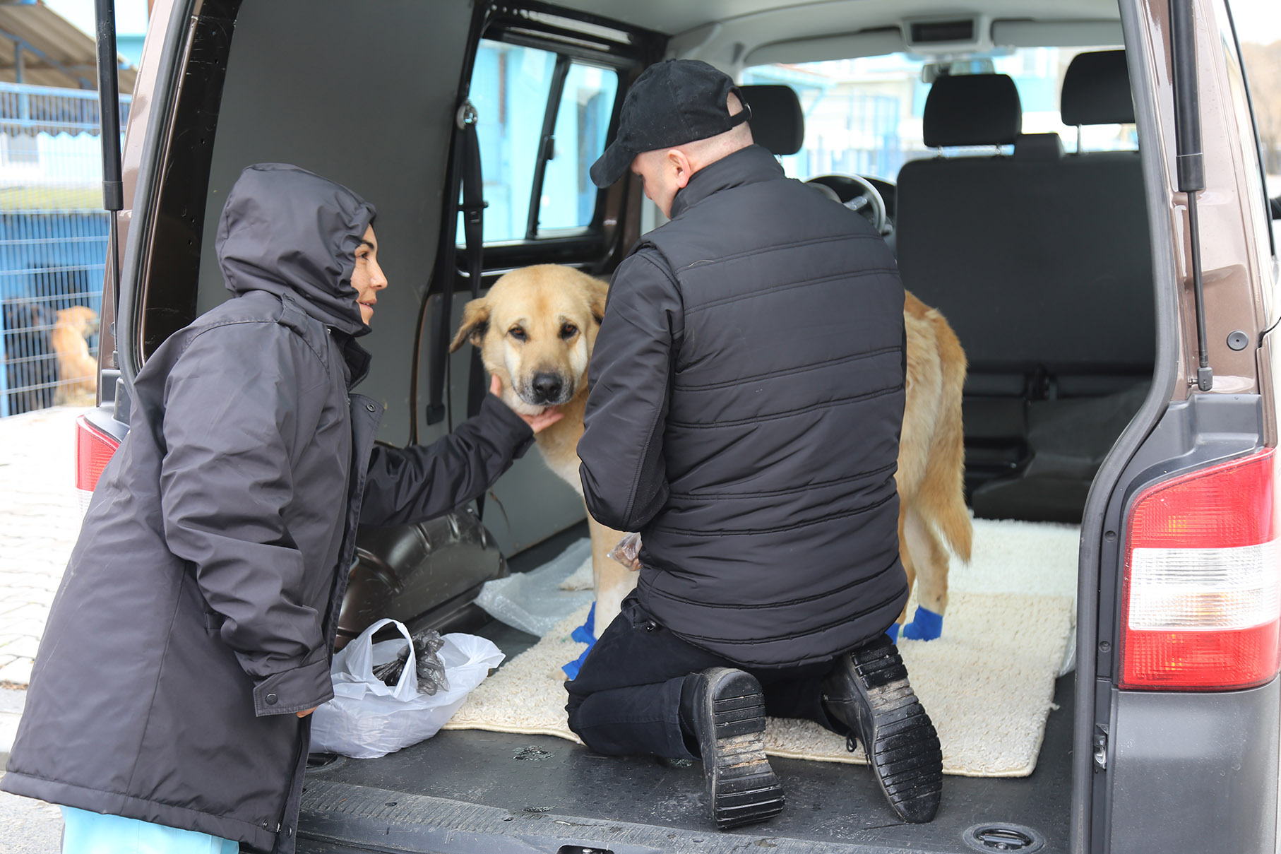 TALİHSİZ KÖPEK GÜÇLÜ’NÜN TALİHİ DÖNDÜ!