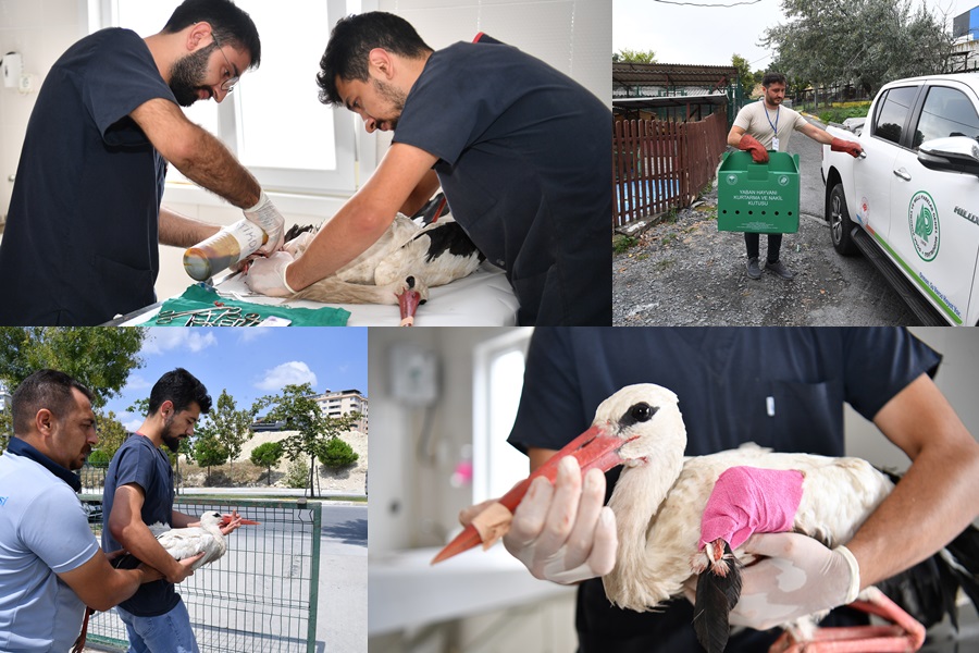 YARALI LEYLEK KORUMA ALTINA ALINDI