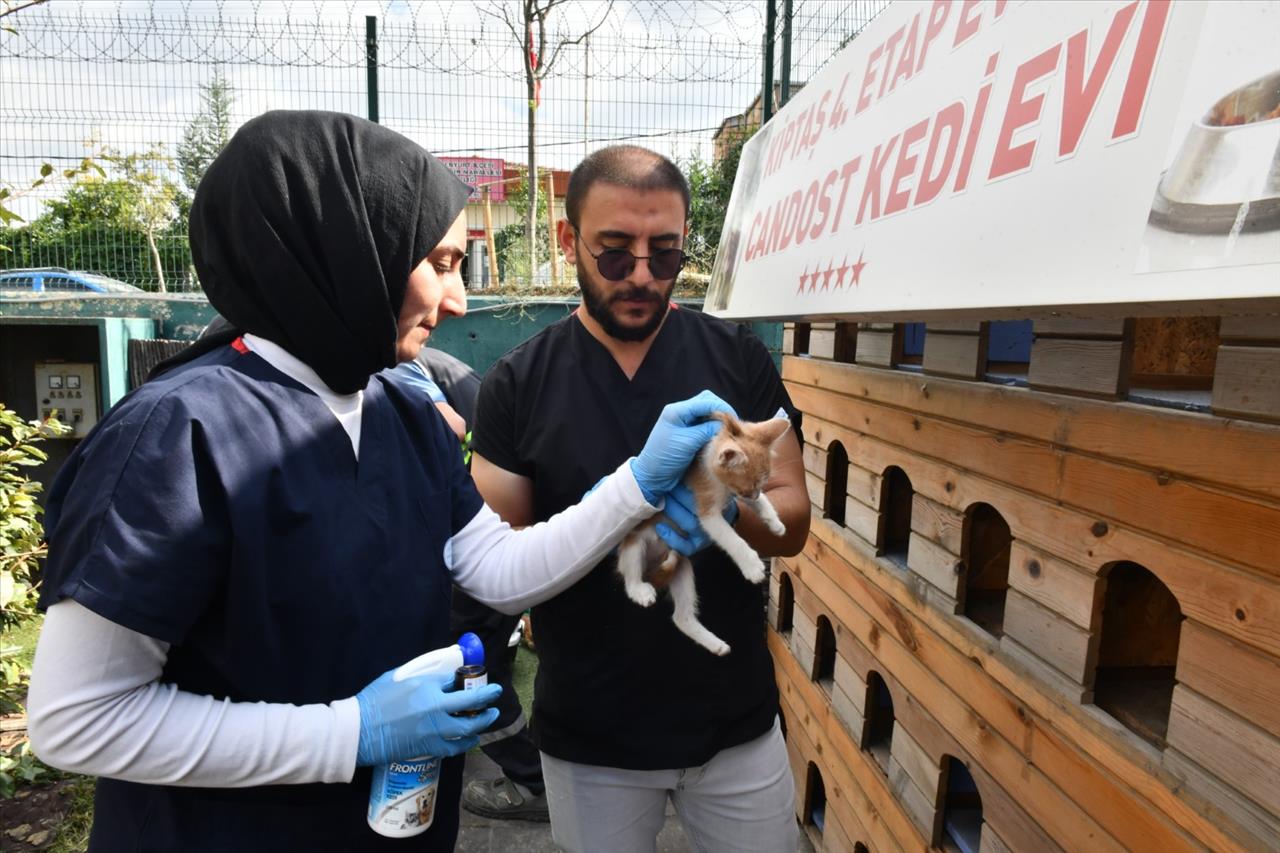 SOKAK HAYVANLARININ SAĞLIĞI İÇİN ÇALIŞIYORLAR