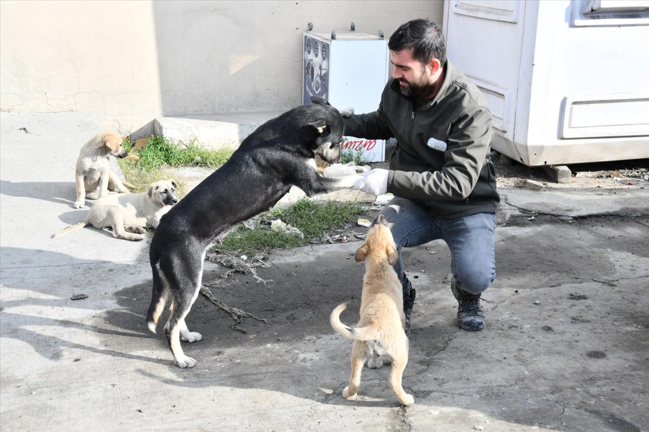 ESENYURT BELEDİYESİ CAN DOSTLARIMIZI UNUTMUYOR